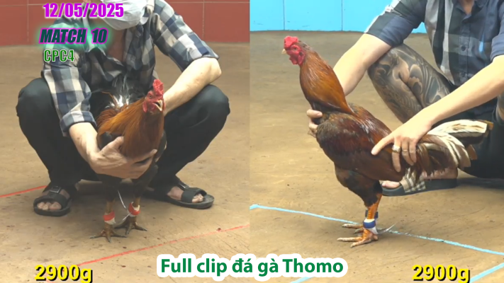 CPC4-TRẬN 10 | đá gà Thomo | 12/05/2025