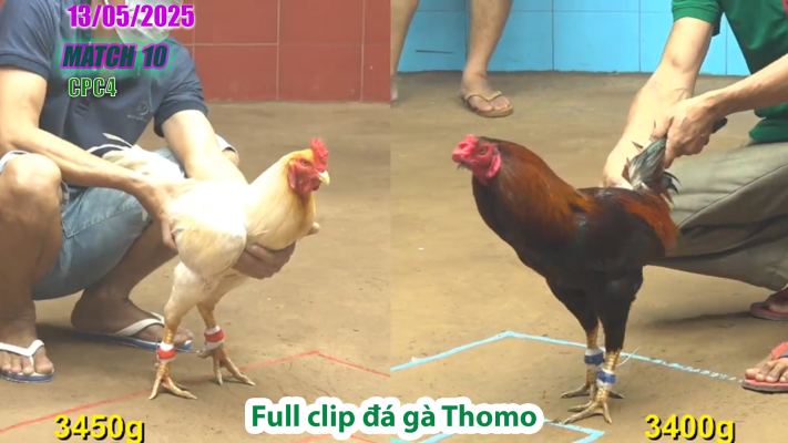 CPC4-TRẬN 10 | đá gà Thomo | 13/05/2025