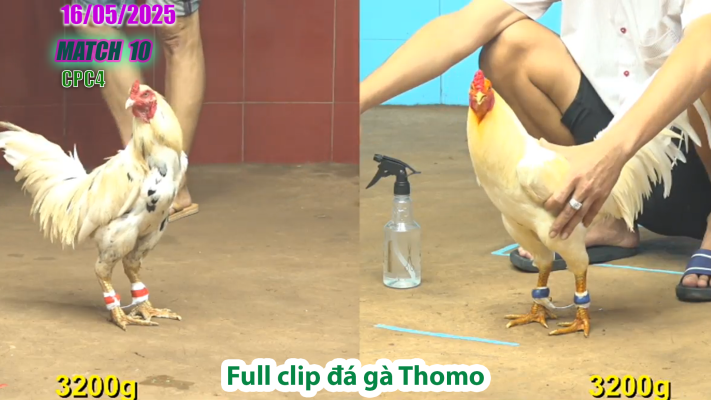 CPC4-TRẬN 10 | đá gà Thomo | 16/05/2025