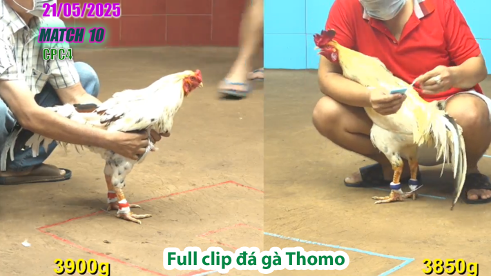 CPC4-TRẬN 10 | đá gà Thomo | 21/05/2025