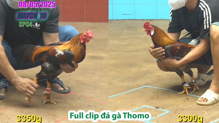 CPC4-TRẬN 10 | đá gà Thomo | 08/05/2025