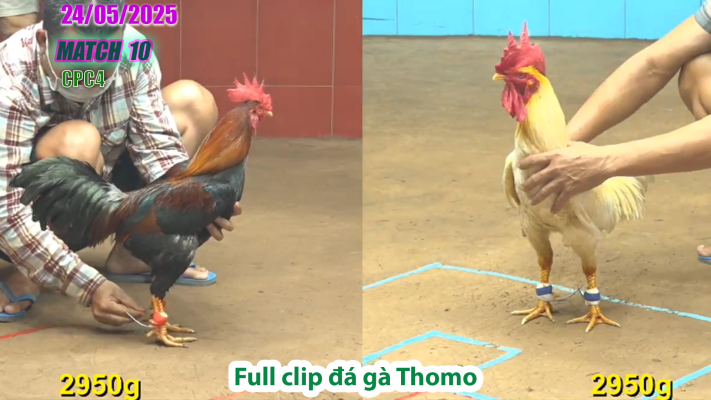 CPC4-TRẬN 10 | đá gà Thomo | 24/05/2025