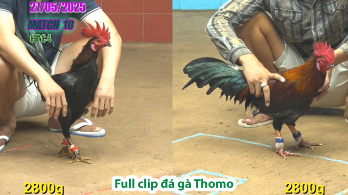 CPC4-TRẬN 10 | đá gà Thomo | 27/05/2025