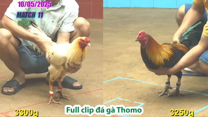 CPC4-TRẬN 11 | đá gà Thomo | 10/05/2025