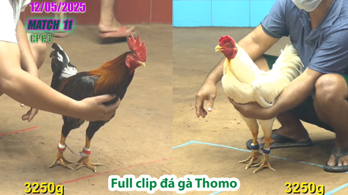 CPC4-TRẬN 11 | đá gà Thomo | 12/05/2025