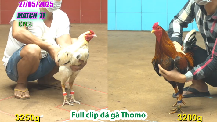 CPC4-TRẬN 11 | đá gà Thomo | 27/05/2025