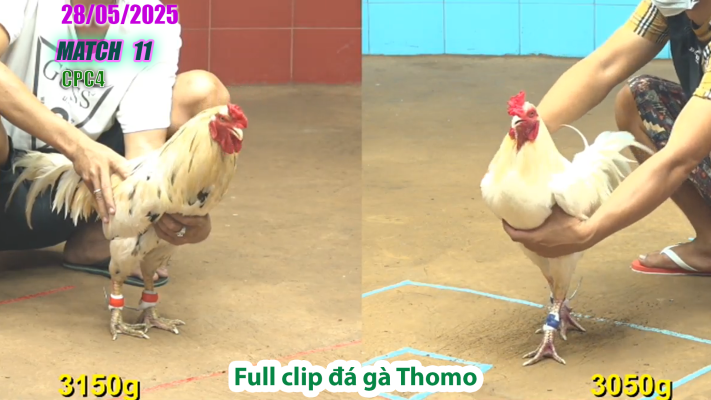 CPC4-TRẬN 11 | đá gà Thomo | 28/05/2025