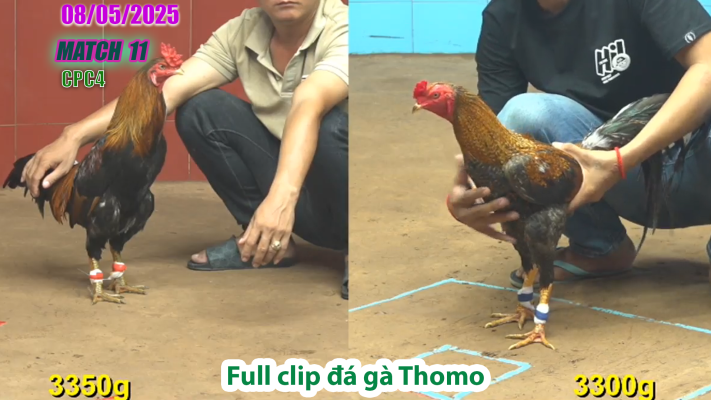 CPC4-TRẬN 11 | đá gà Thomo | 08/05/2025