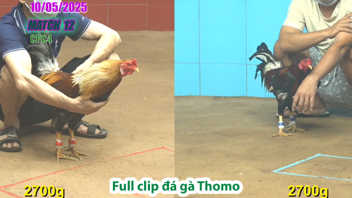 CPC4-TRẬN 12 | đá gà Thomo | 10/05/2025