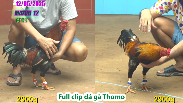 CPC4-TRẬN 12 | đá gà Thomo | 12/05/2025