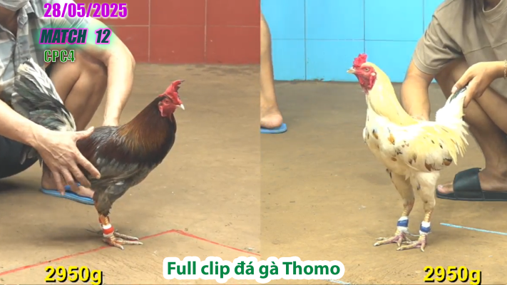 CPC4-TRẬN 12 | đá gà Thomo | 28/05/2025