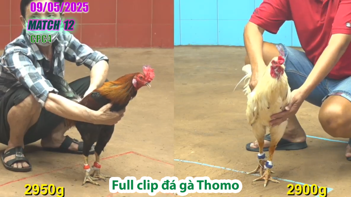 CPC4-TRẬN 12 | đá gà Thomo | 09/05/2025