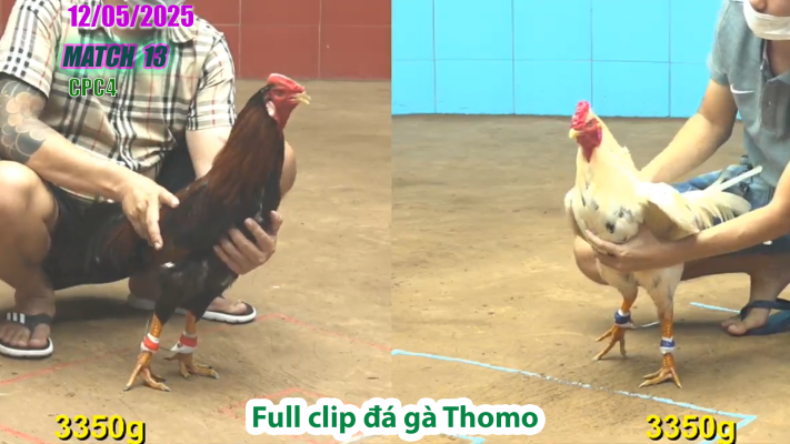 CPC4-TRẬN 13 | đá gà Thomo | 12/05/2025