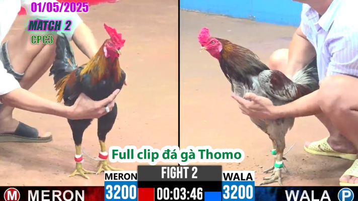 CPC3-TRẬN 2 | đá gà Thomo | 01/05/2025