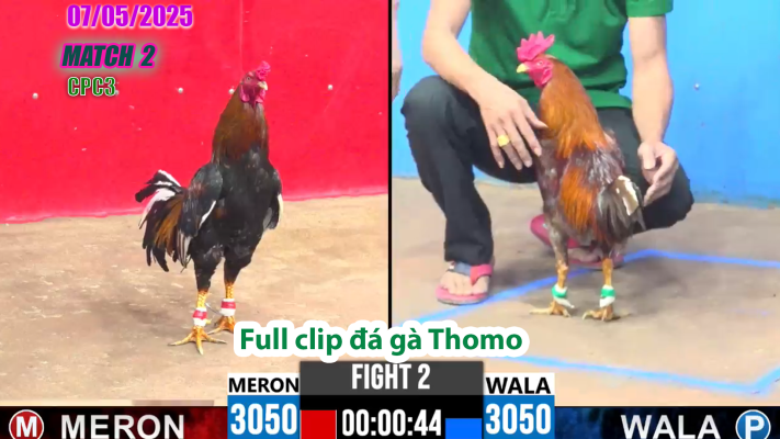 CPC3-TRẬN 2 | đá gà Thomo | 07/05/2025