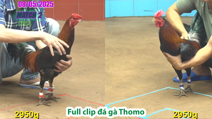 CPC4-TRẬN 2 | đá gà Thomo | 08/05/2025