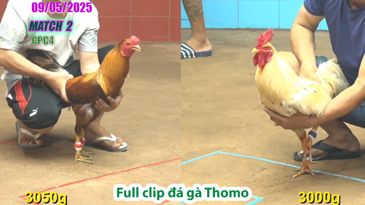 CPC4-TRẬN 2 | đá gà Thomo | 09/05/2025