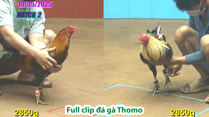 CPC4-TRẬN 2 | đá gà Thomo | 10/05/2025