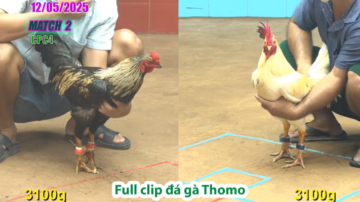 CPC4-TRẬN 2 | đá gà Thomo | 12/05/2025