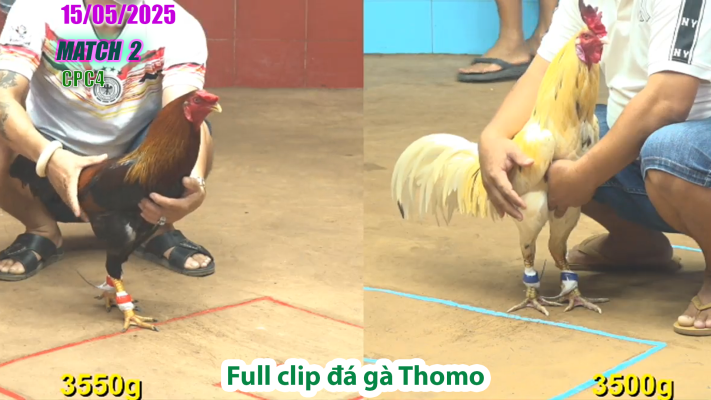 CPC4-TRẬN 2 | đá gà Thomo | 15/05/2025