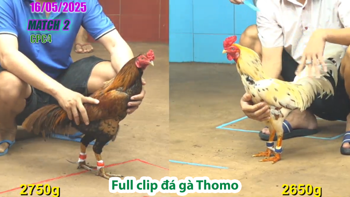 CPC4-TRẬN 2 | đá gà Thomo | 16/05/2025