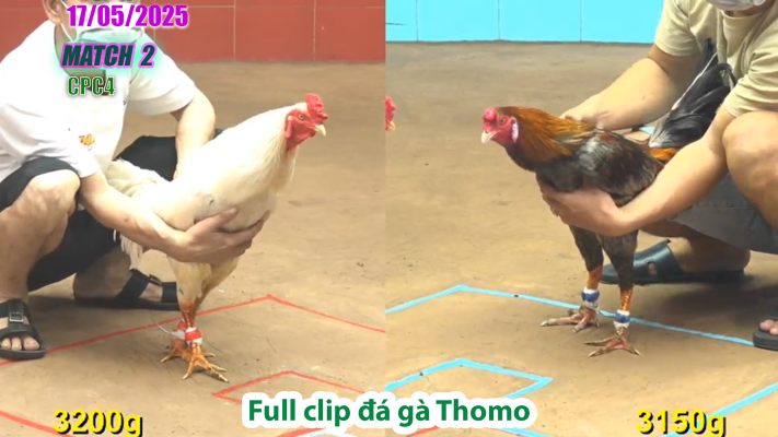 CPC4-TRẬN 2 | đá gà Thomo | 17/05/2025