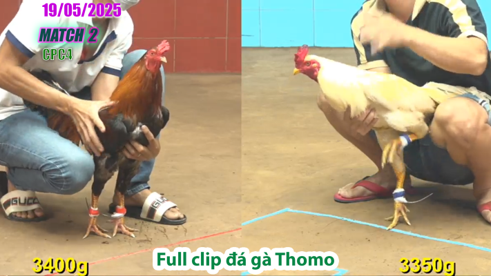CPC4-TRẬN 2 | đá gà Thomo | 19/05/2025