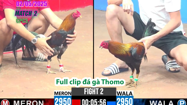CPC3-TRẬN 2 | đá gà Thomo | 02/05/2025