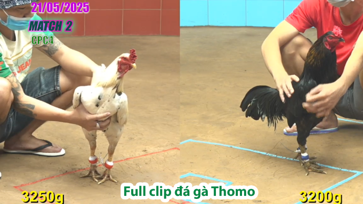 CPC4-TRẬN 2 | đá gà Thomo | 21/05/2025