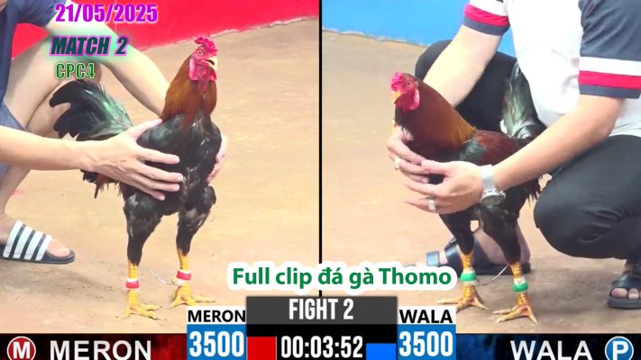 CPC3-TRẬN 2 | đá gà Thomo | 21/05/2025