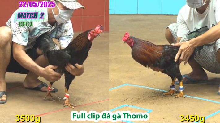 CPC4-TRẬN 2 | đá gà Thomo | 22/05/2025