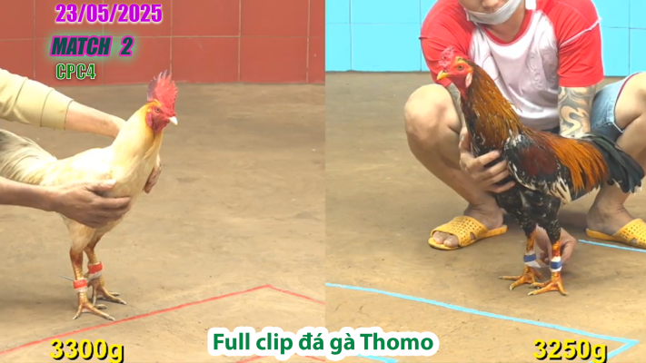 CPC4-TRẬN 2 | đá gà Thomo | 23/05/2025