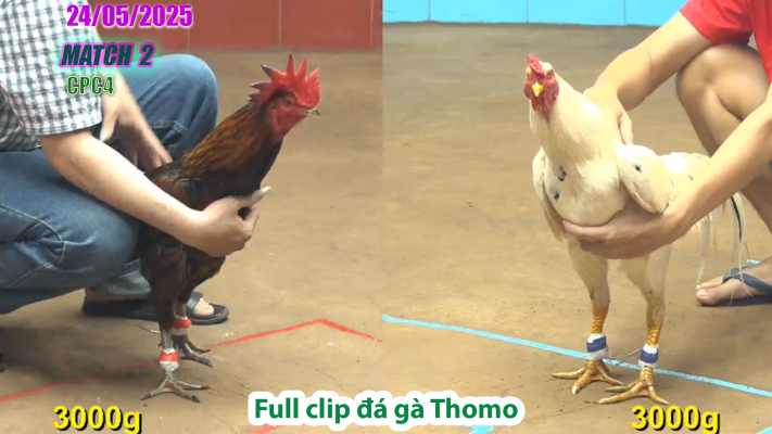 CPC4-TRẬN 2 | đá gà Thomo | 24/05/2025