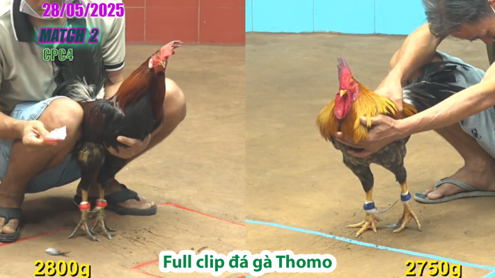 CPC4-TRẬN 2 | đá gà Thomo | 28/05/2025