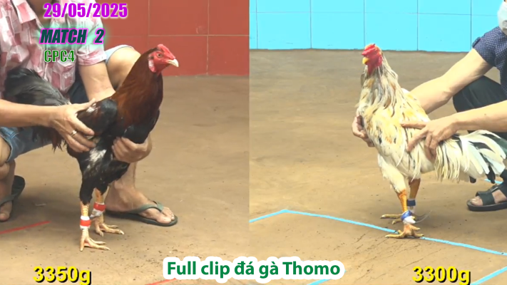 CPC4-TRẬN 2 | đá gà Thomo | 29/05/2025