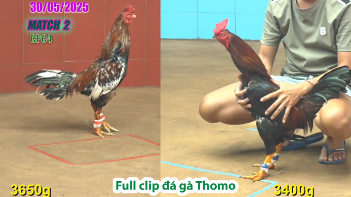 CPC4-TRẬN 2 | đá gà Thomo | 30/05/2025