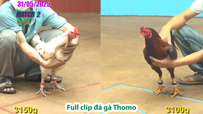 CPC4-TRẬN 2 | đá gà Thomo | 31/05/2025