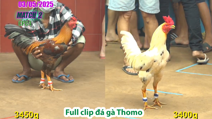 CPC4-TRẬN 2 | đá gà Thomo | 03/05/2025