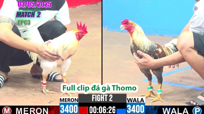 CPC3-TRẬN 2 | đá gà Thomo | 03/05/2025