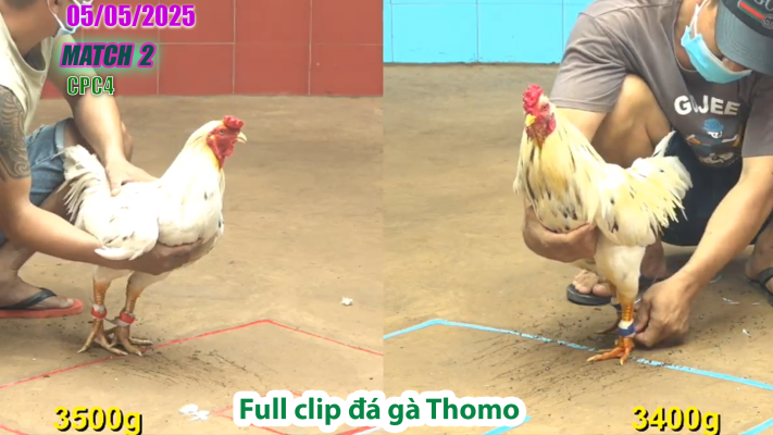 CPC4-TRẬN 2 | đá gà Thomo | 05/05/2025