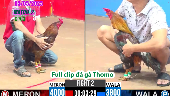 CPC3-TRẬN 2 | đá gà Thomo | 05/05/2025