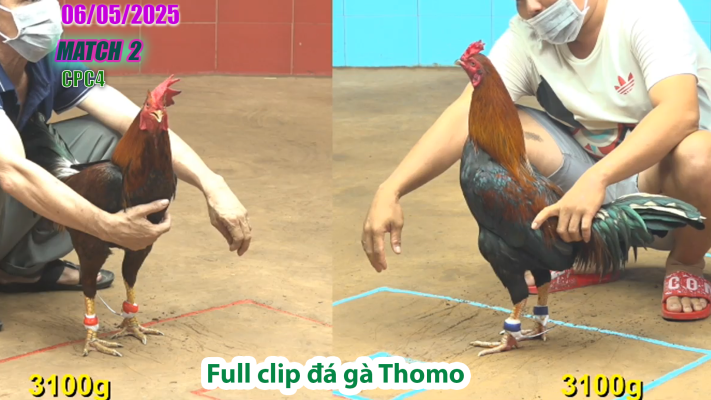 CPC4-TRẬN 2 | đá gà Thomo | 06/05/2025