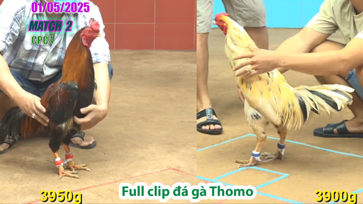 CPC4-TRẬN 2 | đá gà Thomo | 01/05/2025