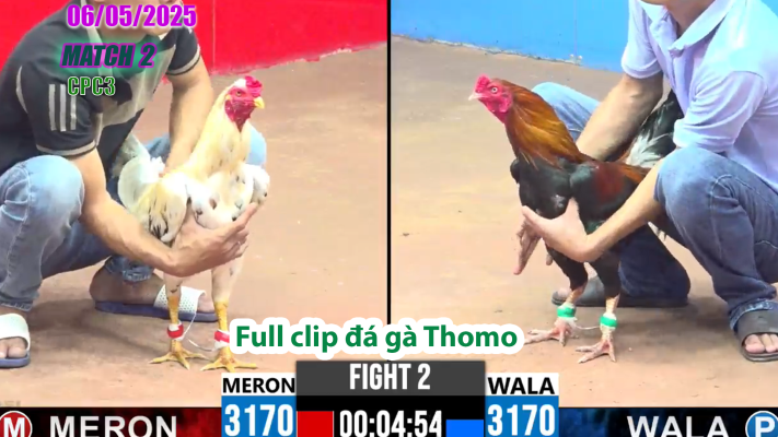 CPC3-TRẬN 2 | đá gà Thomo | 06/05/2025