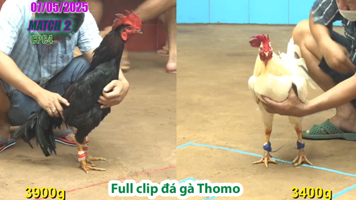 CPC4-TRẬN 2 | đá gà Thomo | 07/05/2025