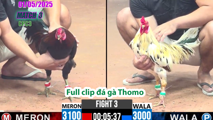 CPC3-TRẬN 3 | đá gà Thomo | 01/05/2025