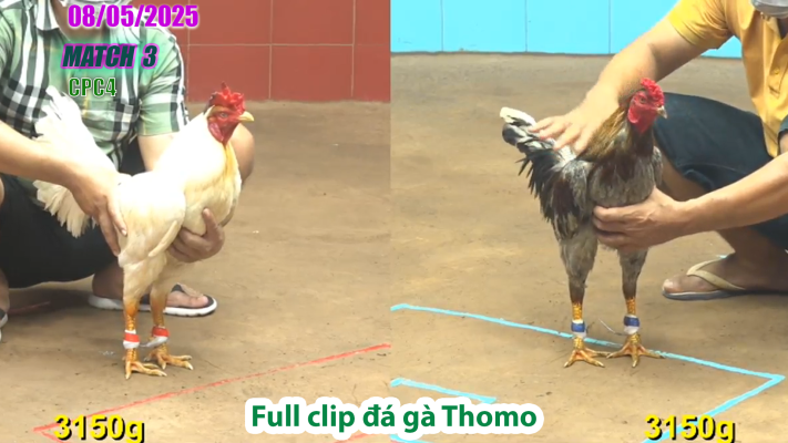 CPC4-TRẬN 3 | đá gà Thomo | 08/05/2025