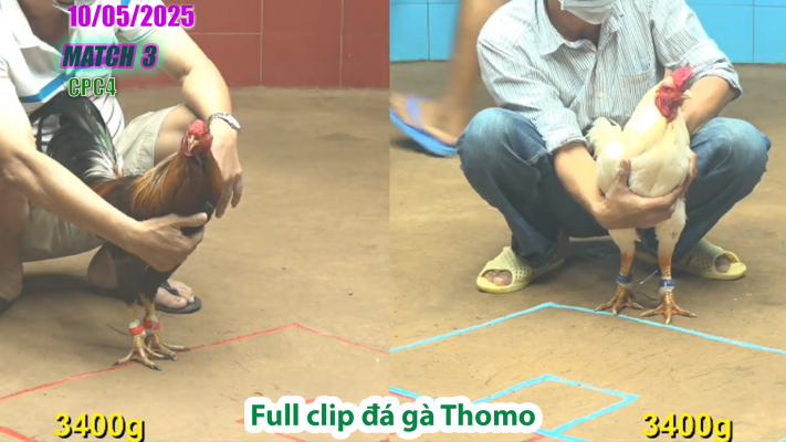 CPC4-TRẬN 3 | đá gà Thomo | 10/05/2025