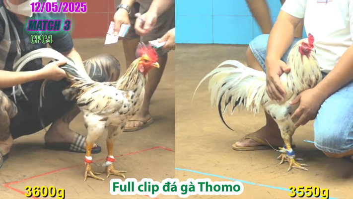 CPC4-TRẬN 3 | đá gà Thomo | 12/05/2025