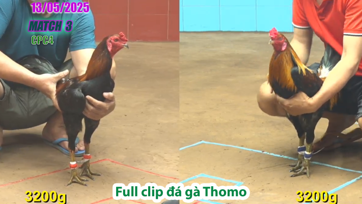 CPC4-TRẬN 3 | đá gà Thomo | 13/05/2025